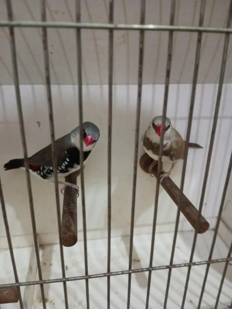 Mutation Finches — photo 5