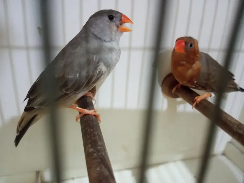 Mutation Finches — photo 6