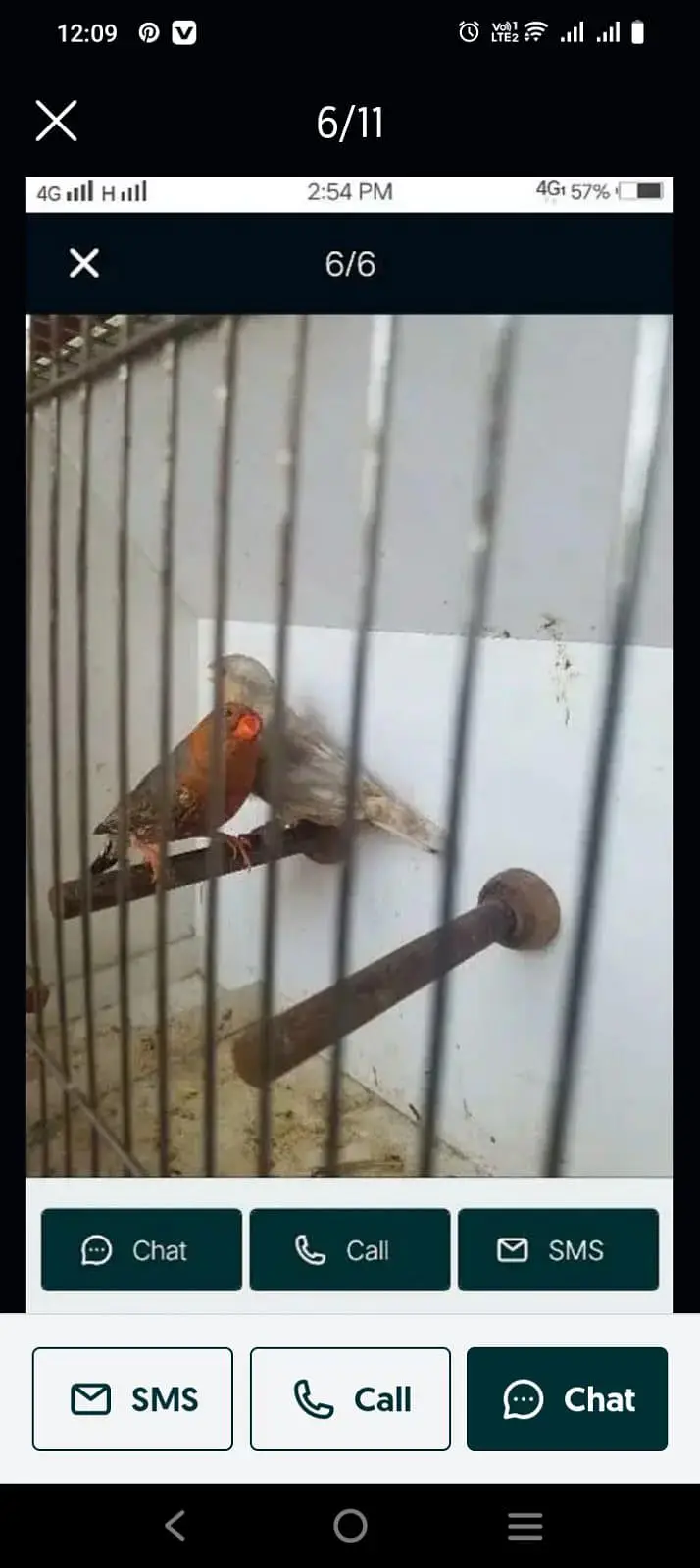 Mutation Finches — photo 7