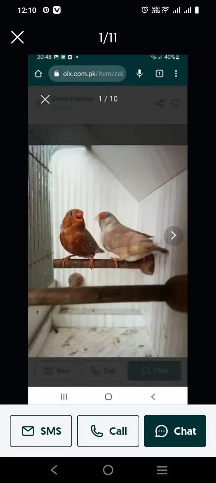 Mutation Finches — photo 8