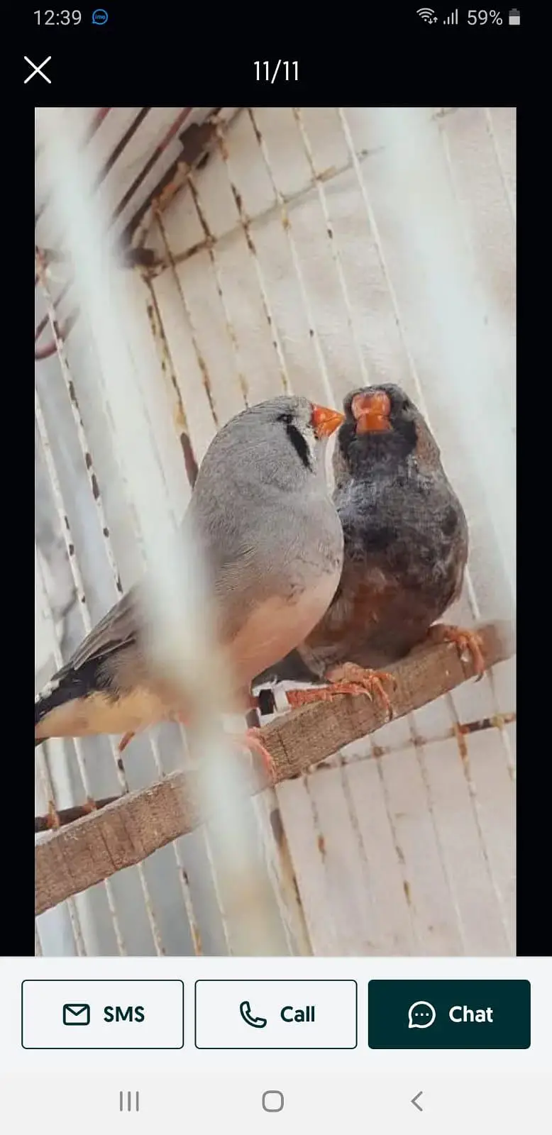 Mutation Finches — photo 9