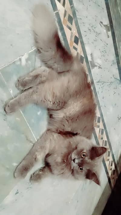 Persian Cat for Sale 