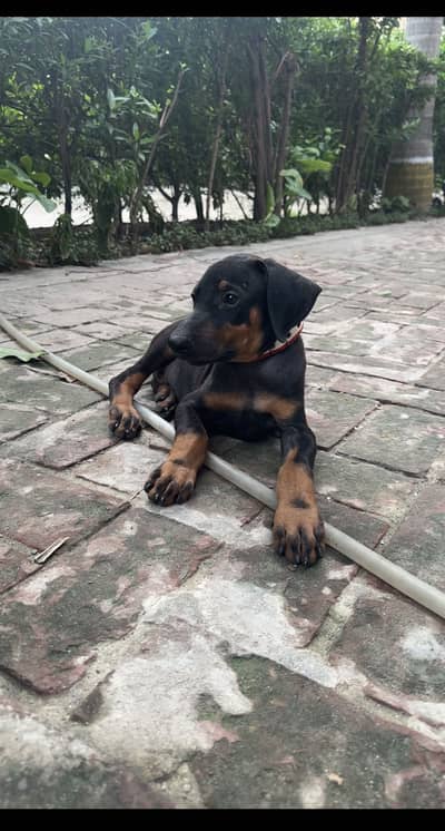 Doberman Female