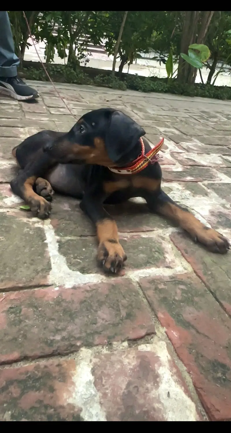 Doberman Female — photo 2