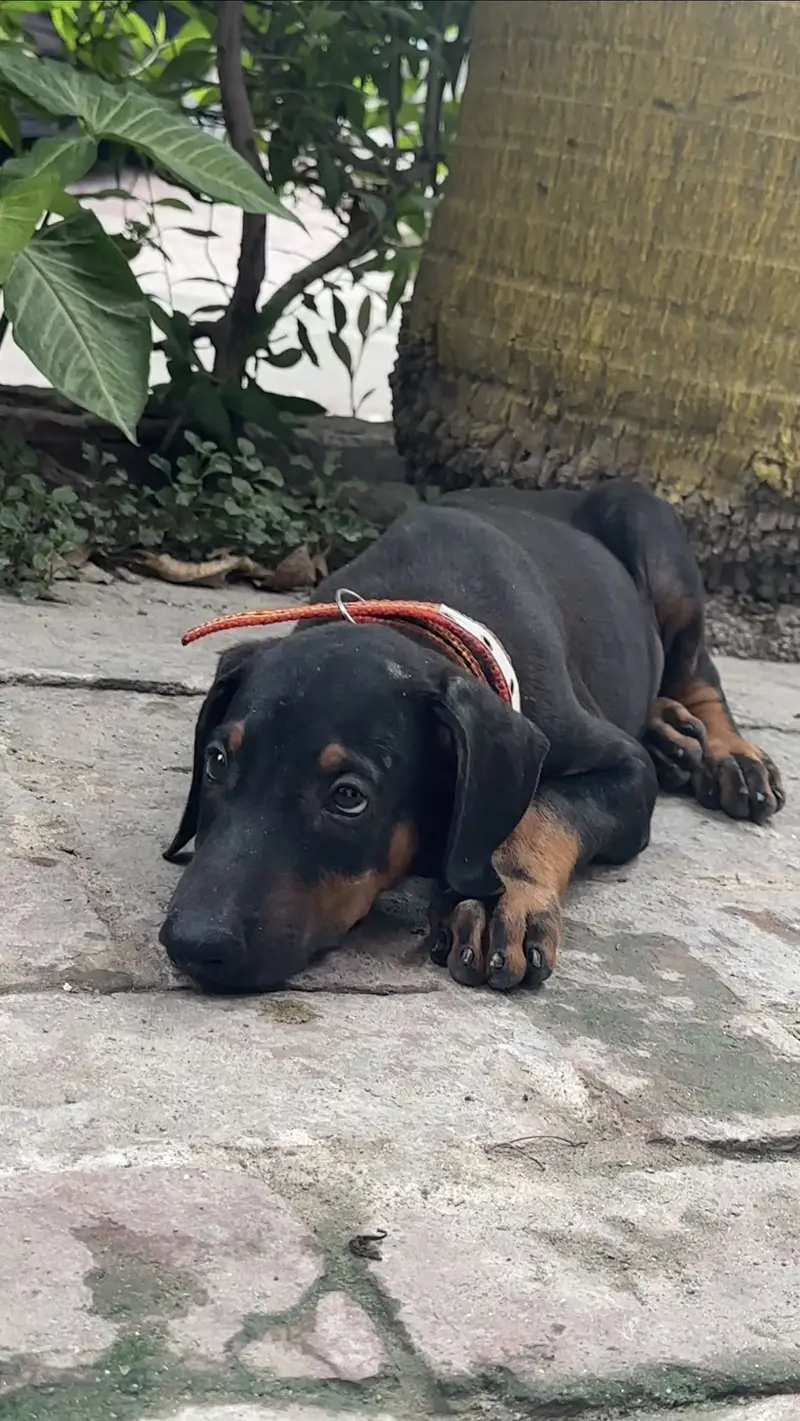 Doberman Female — photo 3