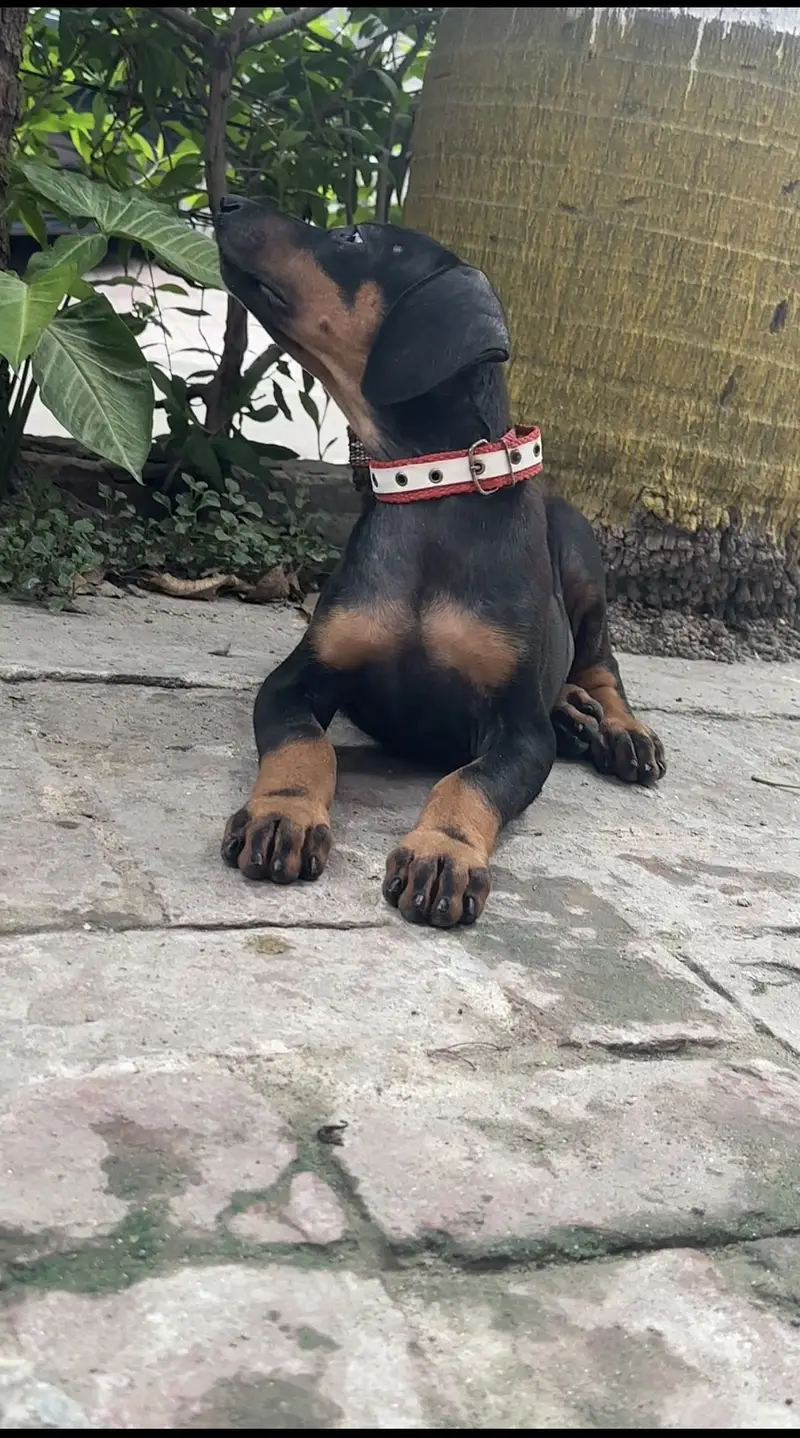 Doberman Female — photo 4