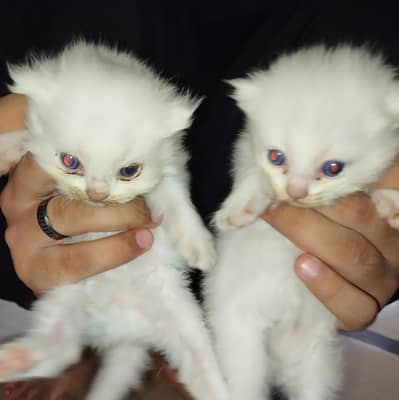 Triple coated persian pair