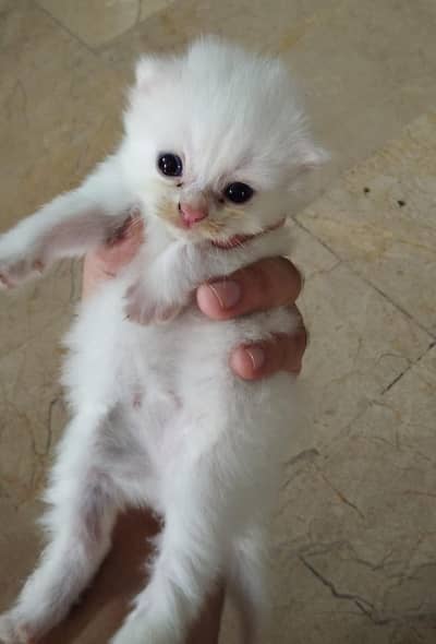 Triple coated persian pair