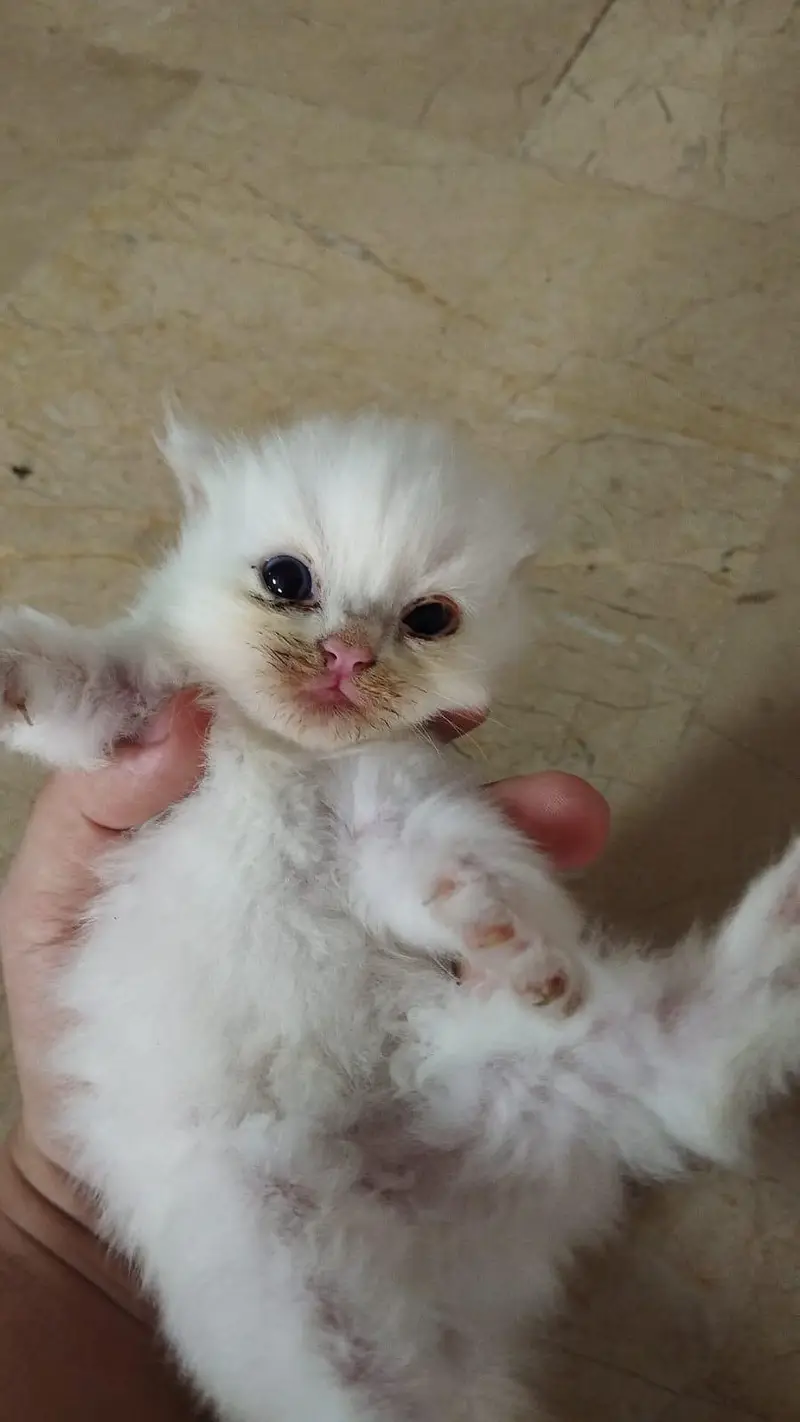 Triple coated persian pair — photo 3