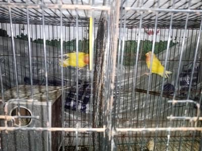4 lovebirds with cage for sale