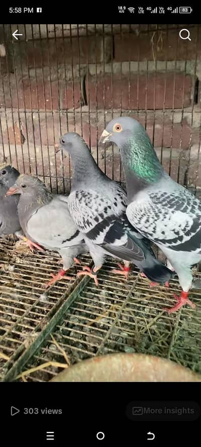 pigeons homer