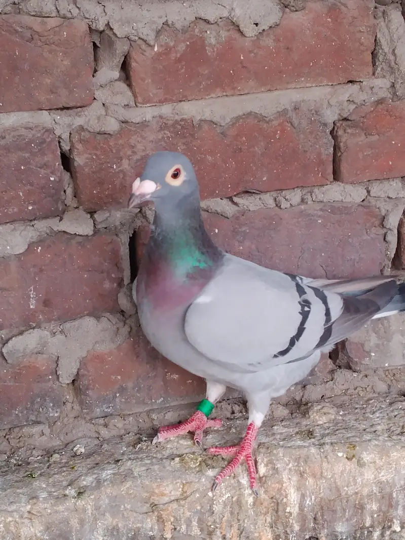 pigeons homer — photo 2