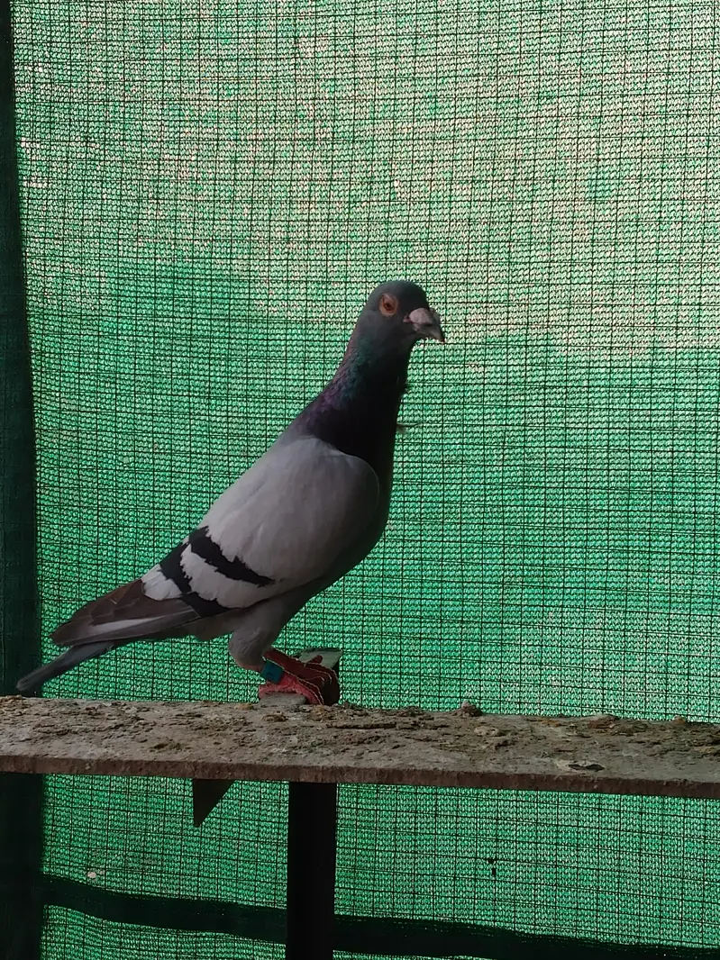pigeons homer — photo 3