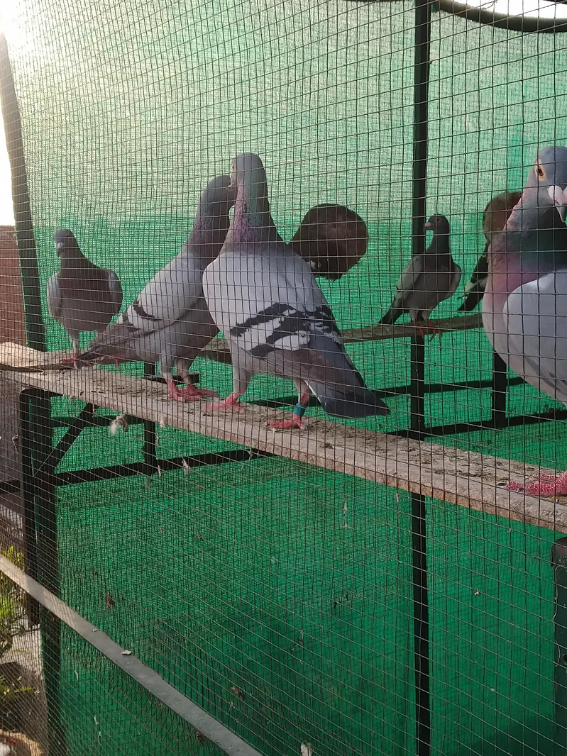 pigeons homer — photo 4