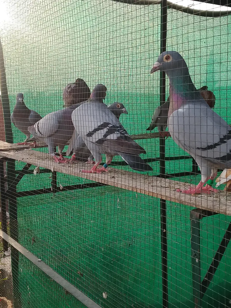 pigeons homer — photo 5