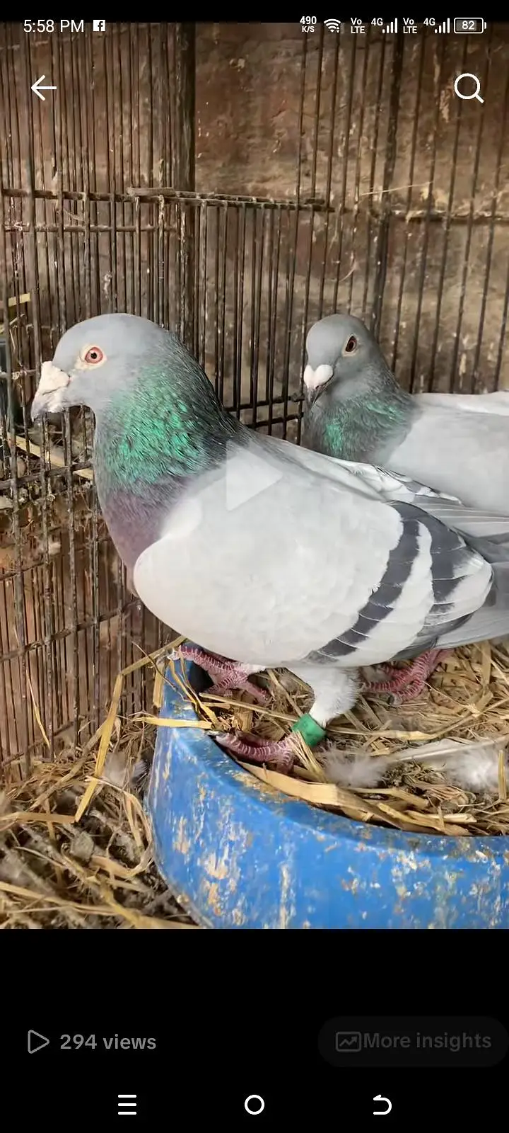 pigeons homer — photo 6