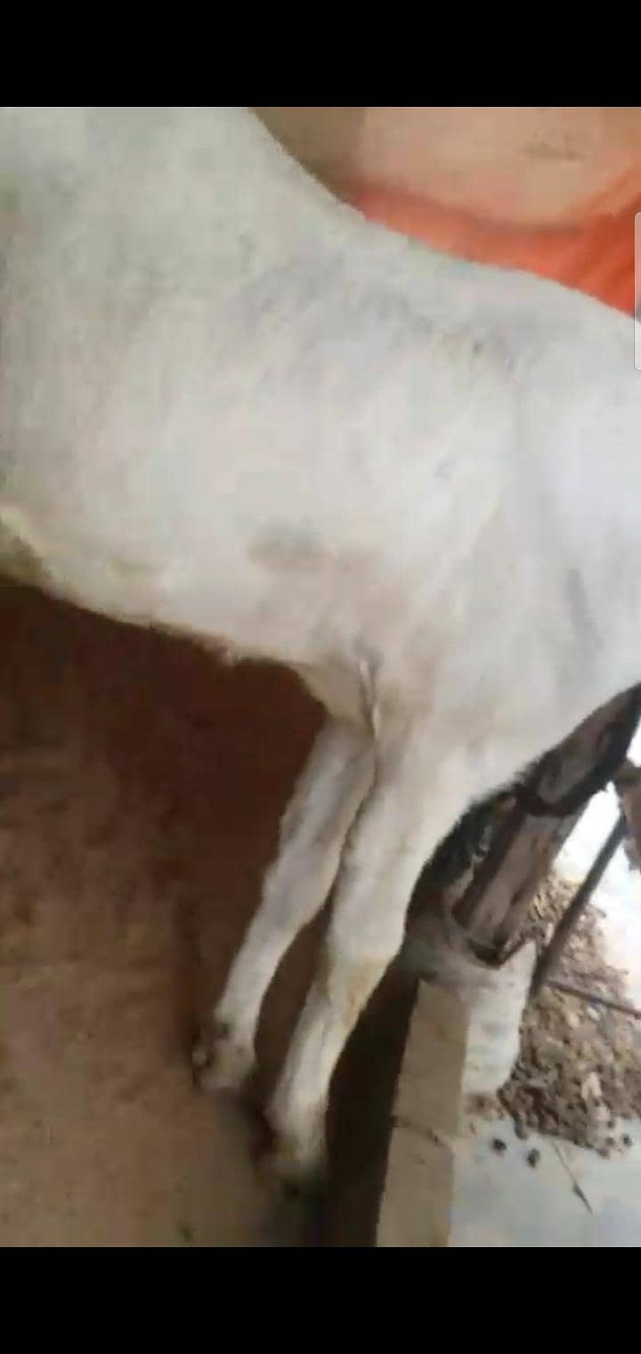 4dant path 3.5 to 4 months gaban bakri first timer hai 1