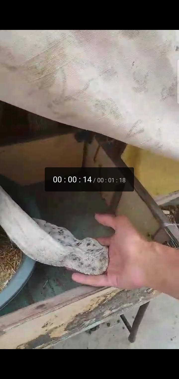 4dant path 3.5 to 4 months gaban bakri first timer hai 9