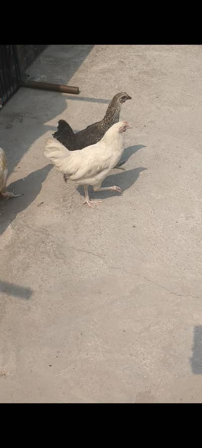 2 to hens