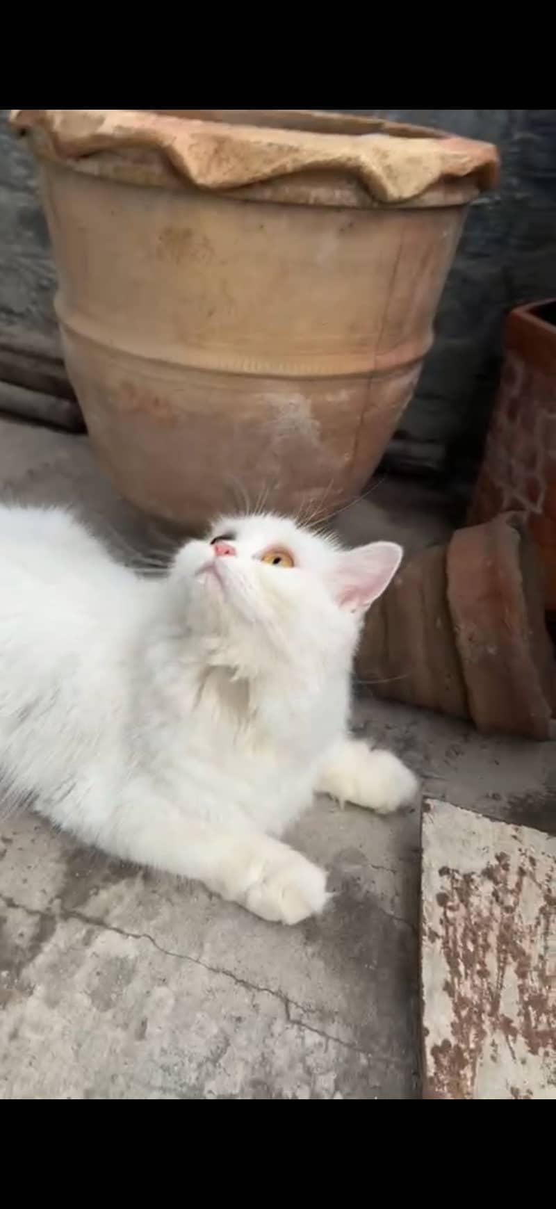 Persian breed 2