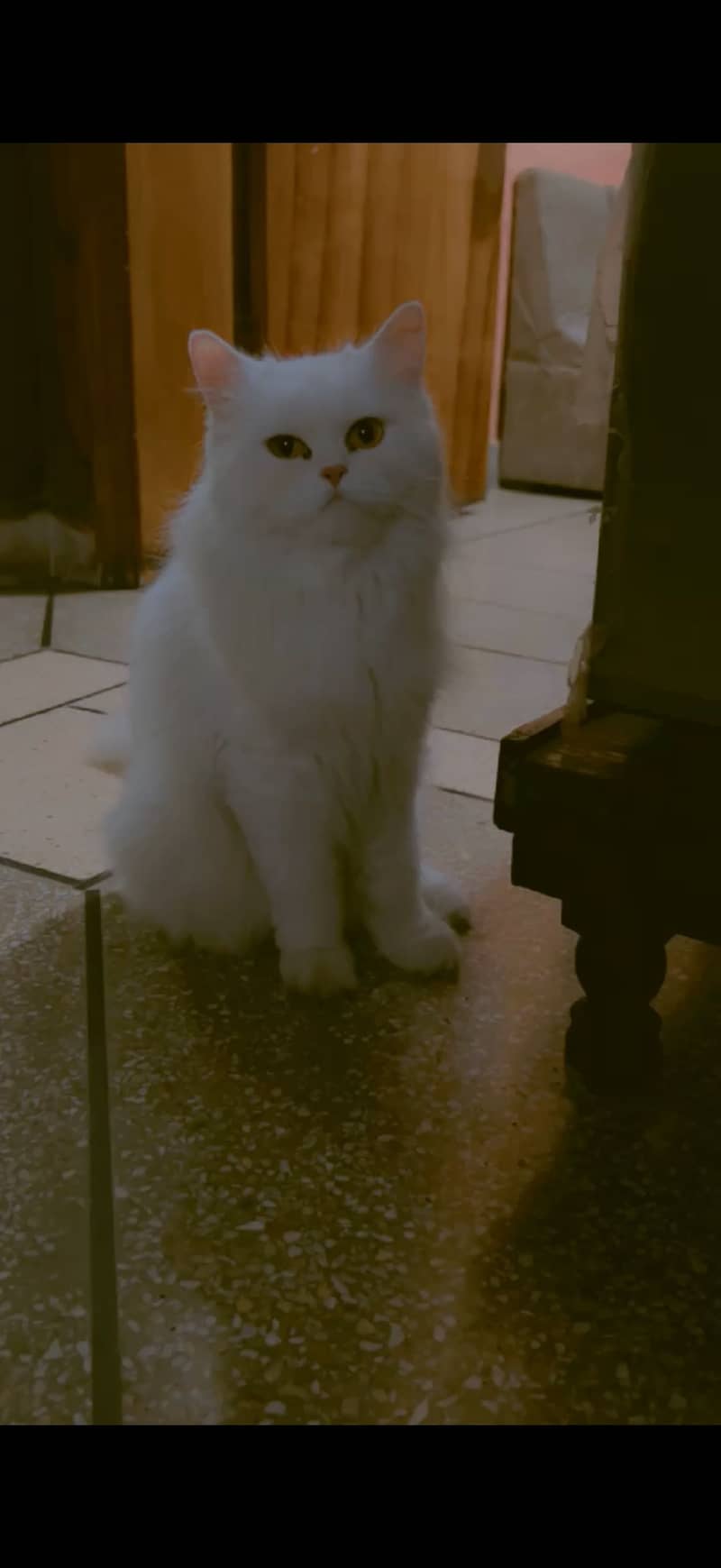 Persian breed 3