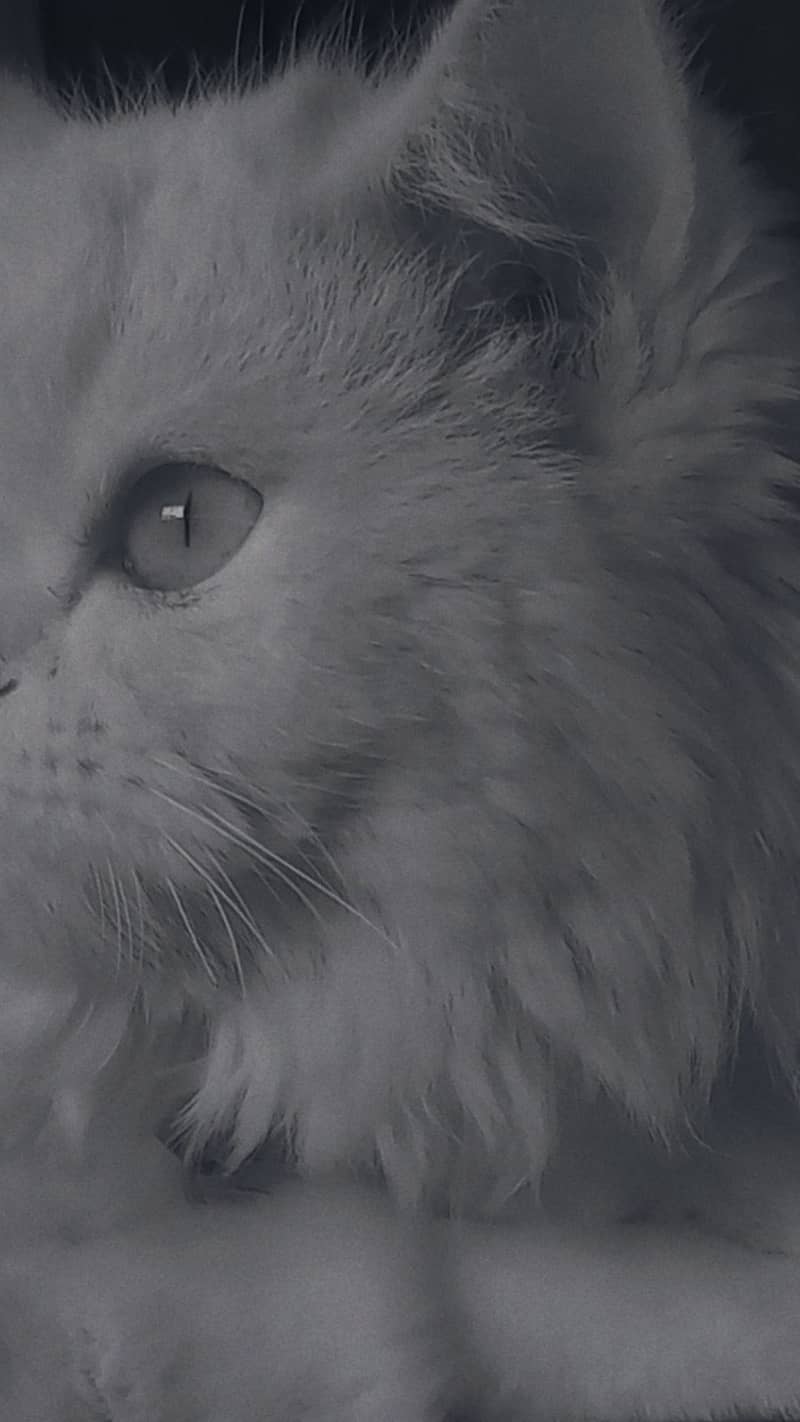 Persian breed 5