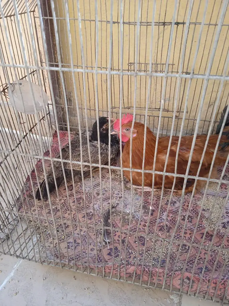 ASEEL GOLDEN MISRI AND LOHMAN BROWN — photo 2