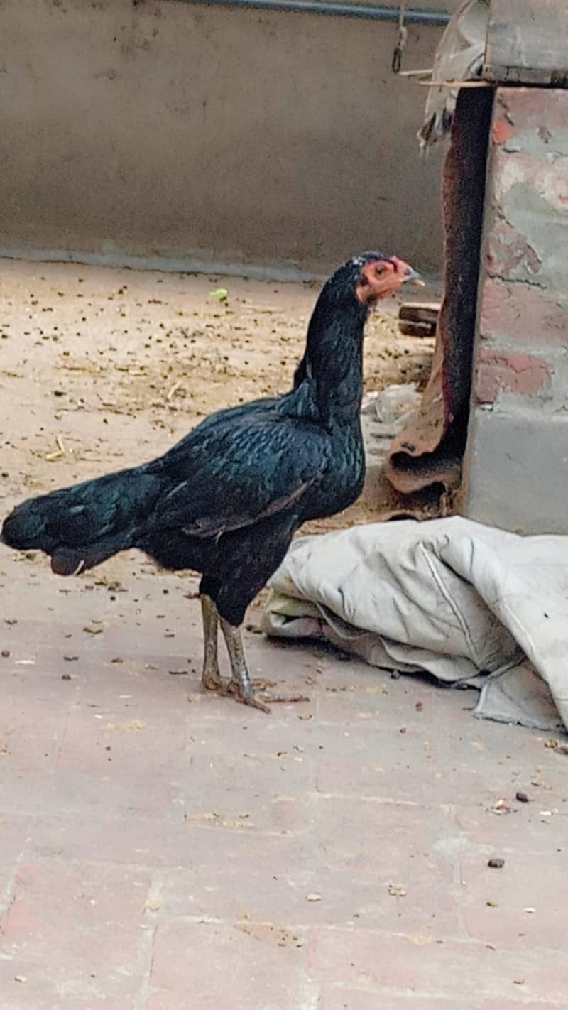 Thai hen 0
