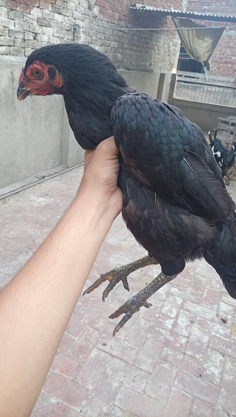 Thai hen 1