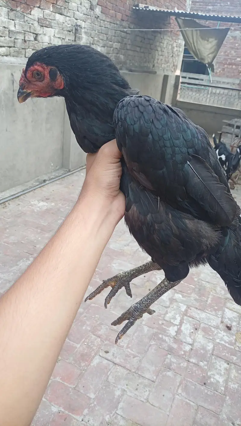 Thai hen — photo 2