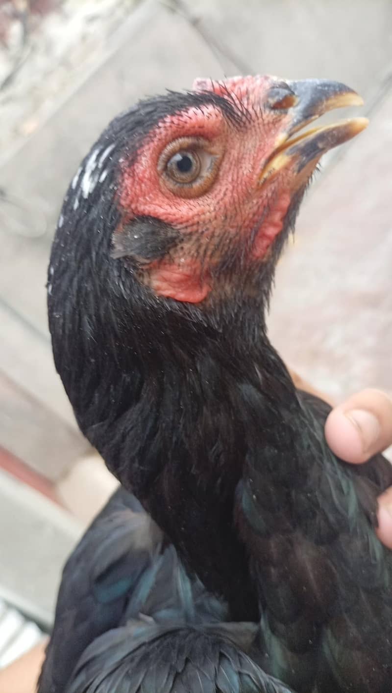 Thai hen 2