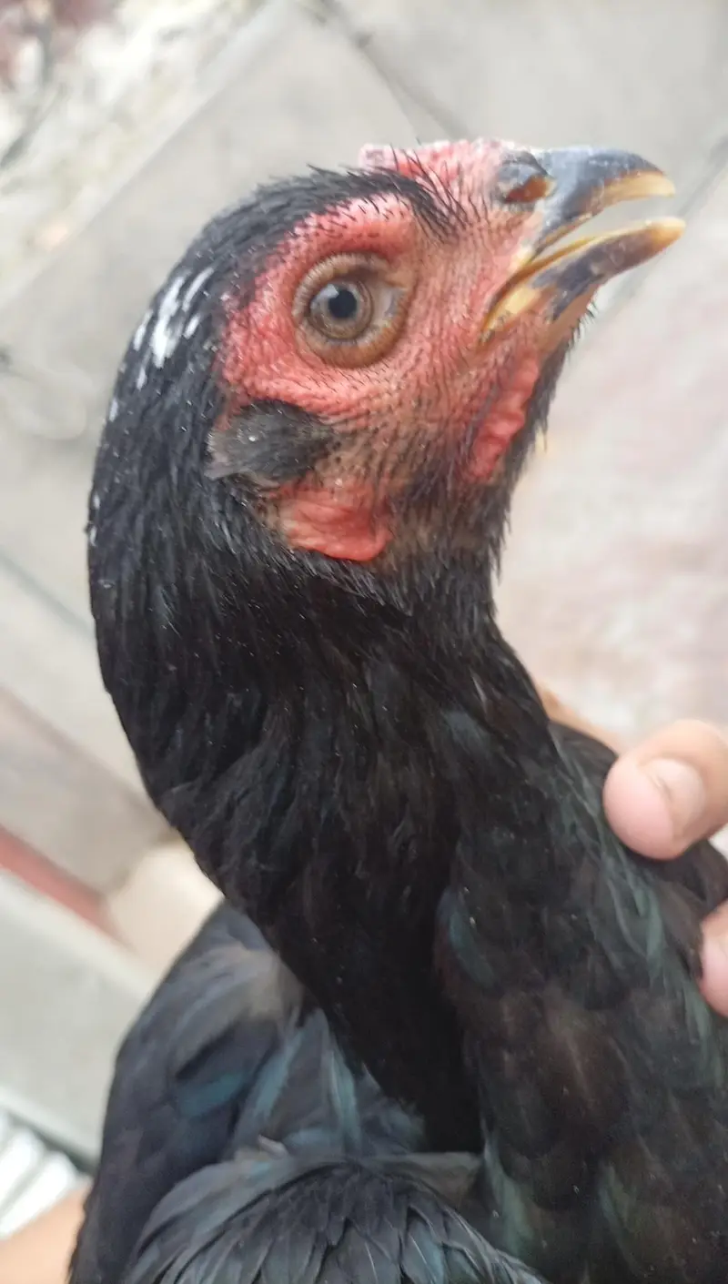 Thai hen — photo 3