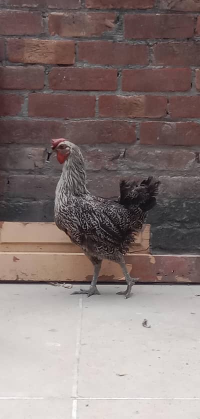 Golden Misri Hen Egg laying