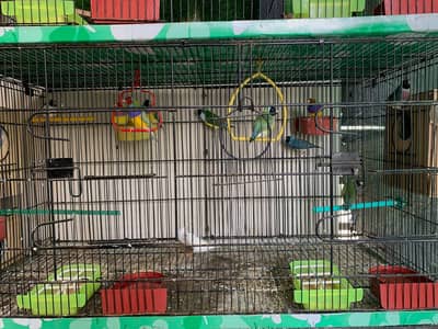 Split blue / blue gouldian available for sale