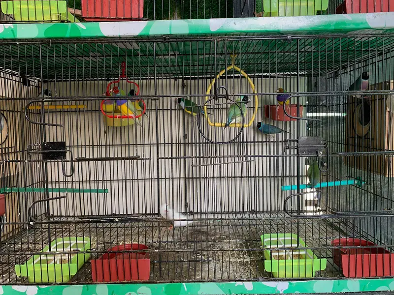 Split blue / blue gouldian available for sale