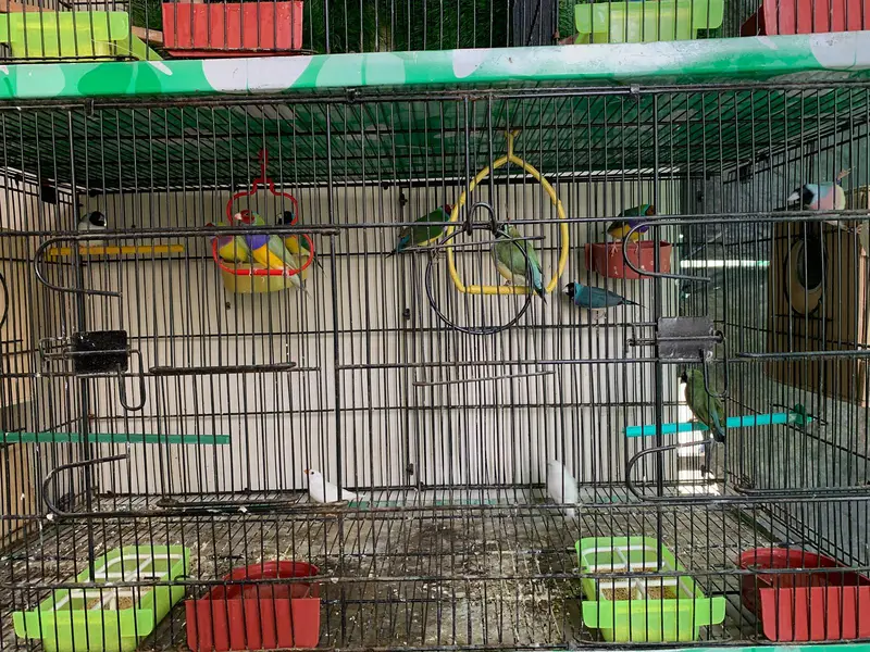Split blue / blue gouldian available for sale — photo 2
