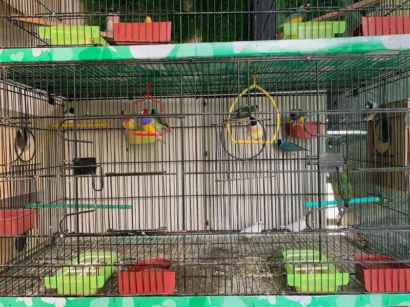 Split blue / blue gouldian available for sale — photo 3
