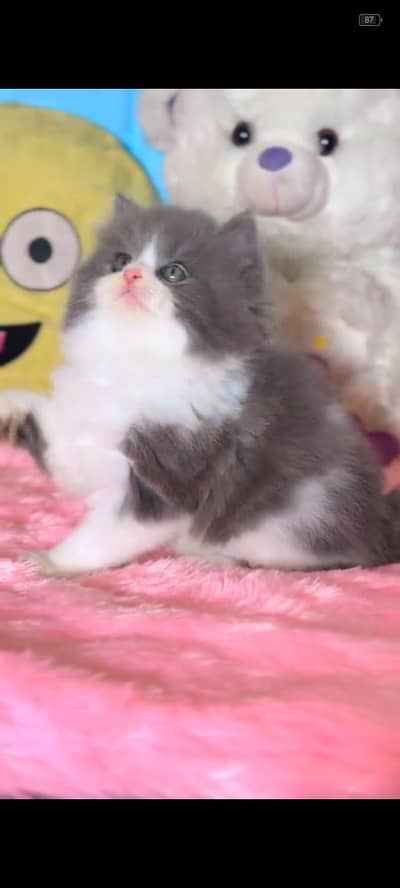 Quality Persian Punchface cat & kitten. moreWhatsApp 03714663282
