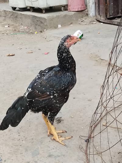 Aseel sindhi for sale