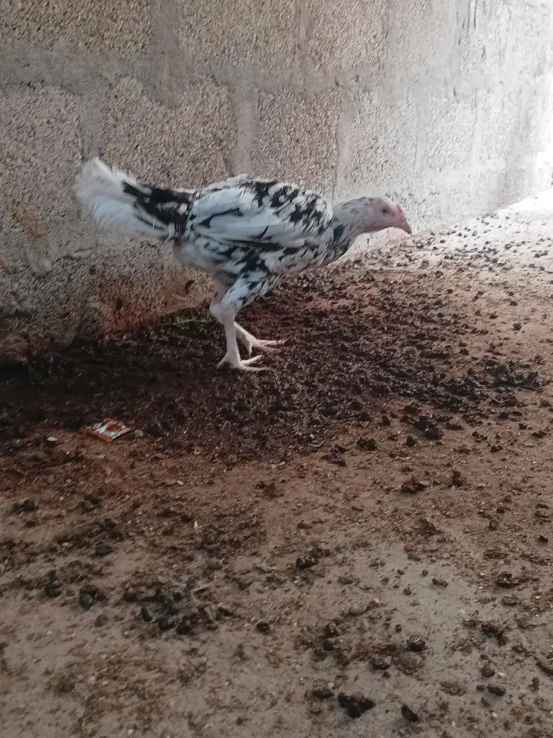 Aseel Sindhi — photo 2