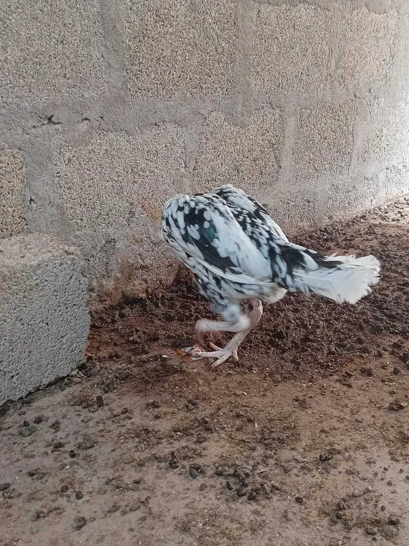 Aseel Sindhi — photo 4