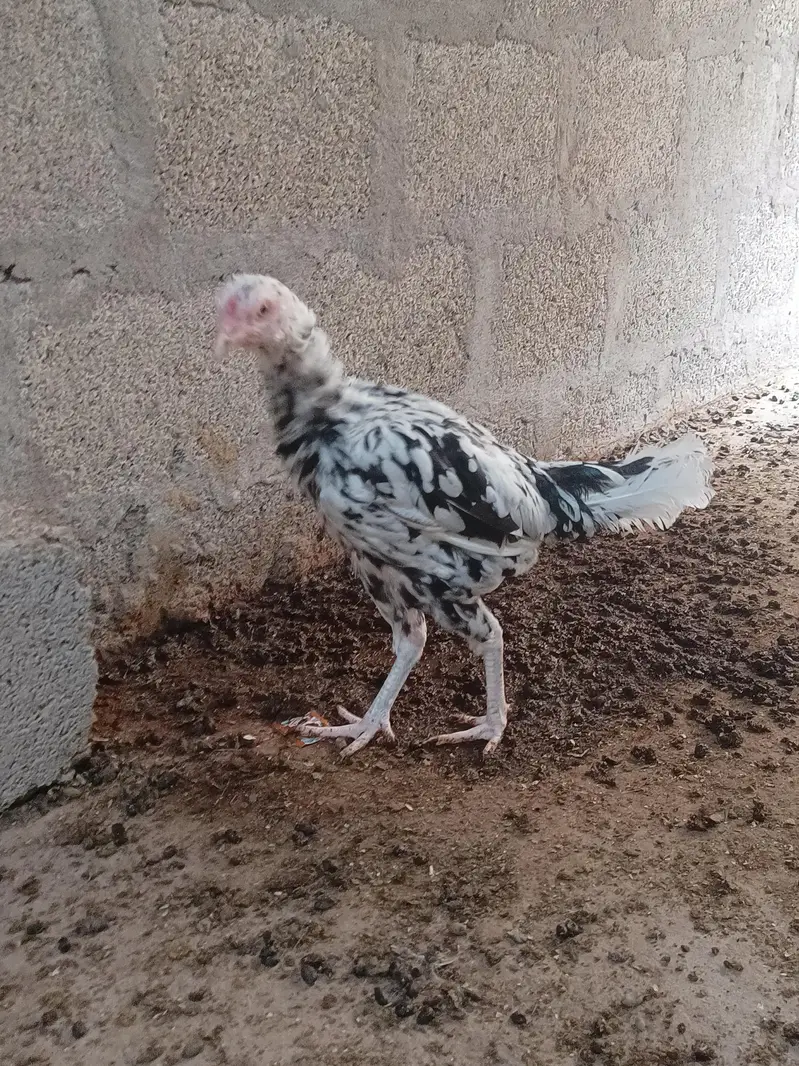 Aseel Sindhi — photo 6