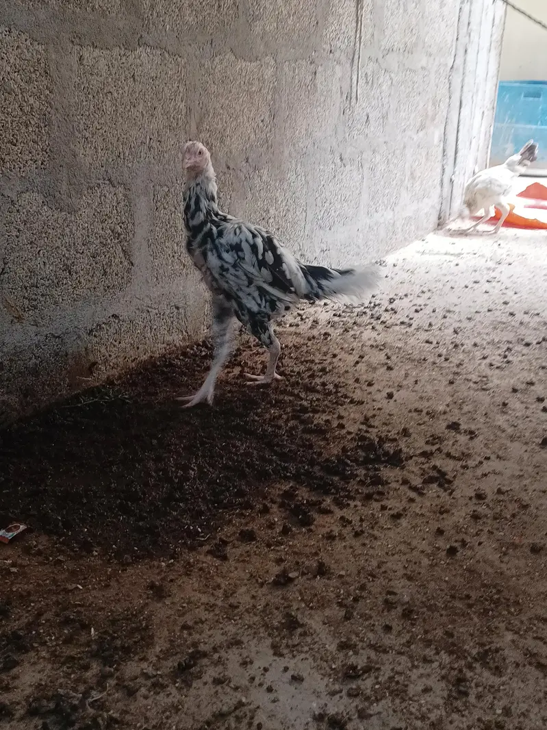 Aseel Sindhi — photo 9