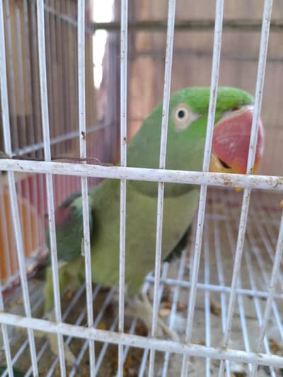 kaahmiri pahari female