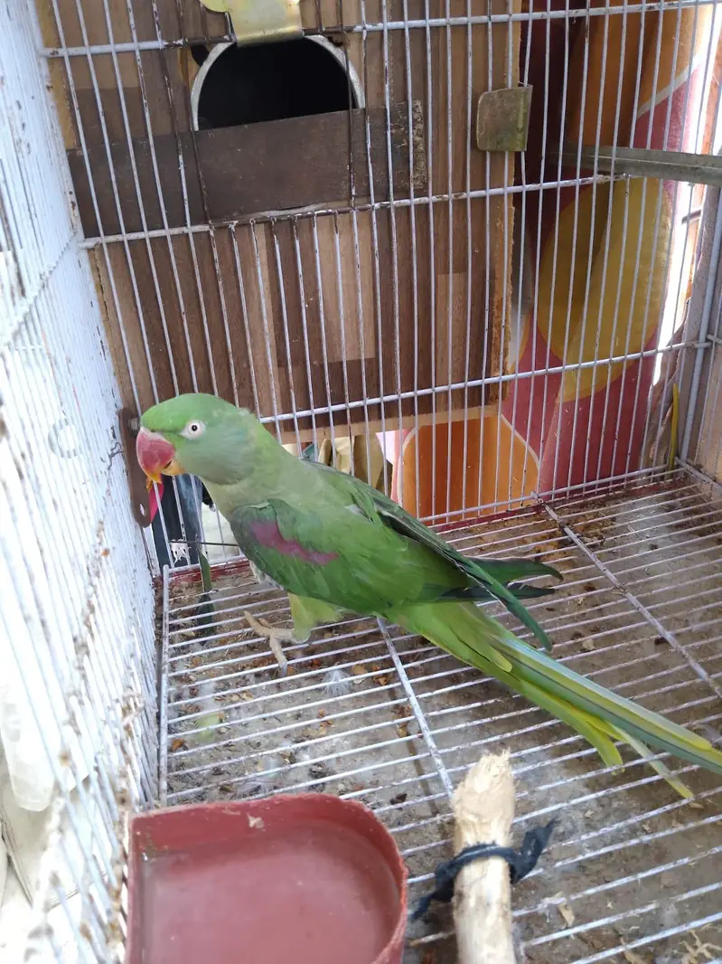 kaahmiri pahari female — photo 3