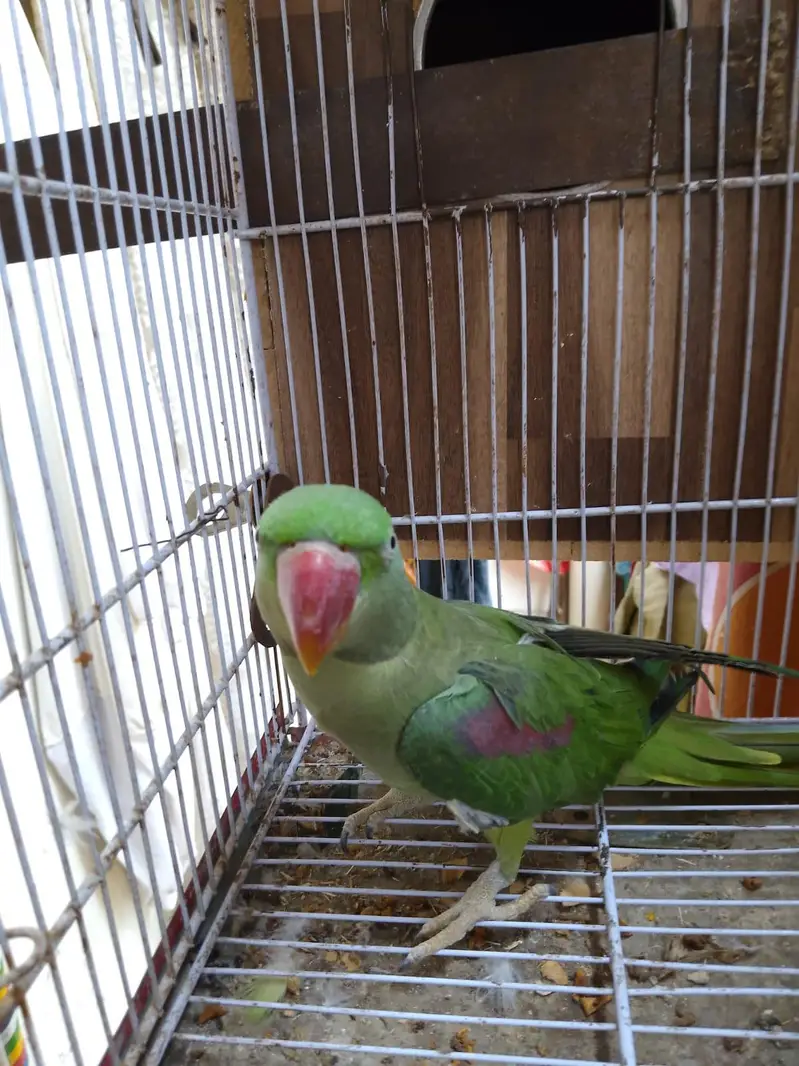 kaahmiri pahari female — photo 4