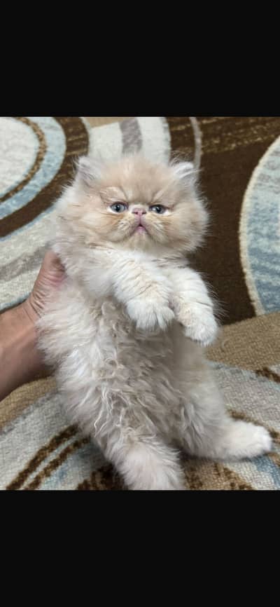Persian piki