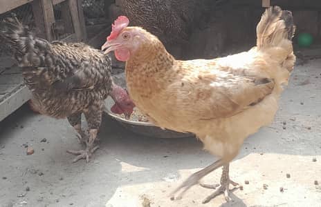 Aseel and desi murghi