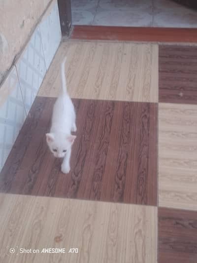 Turkish angora breed Cats for Sale