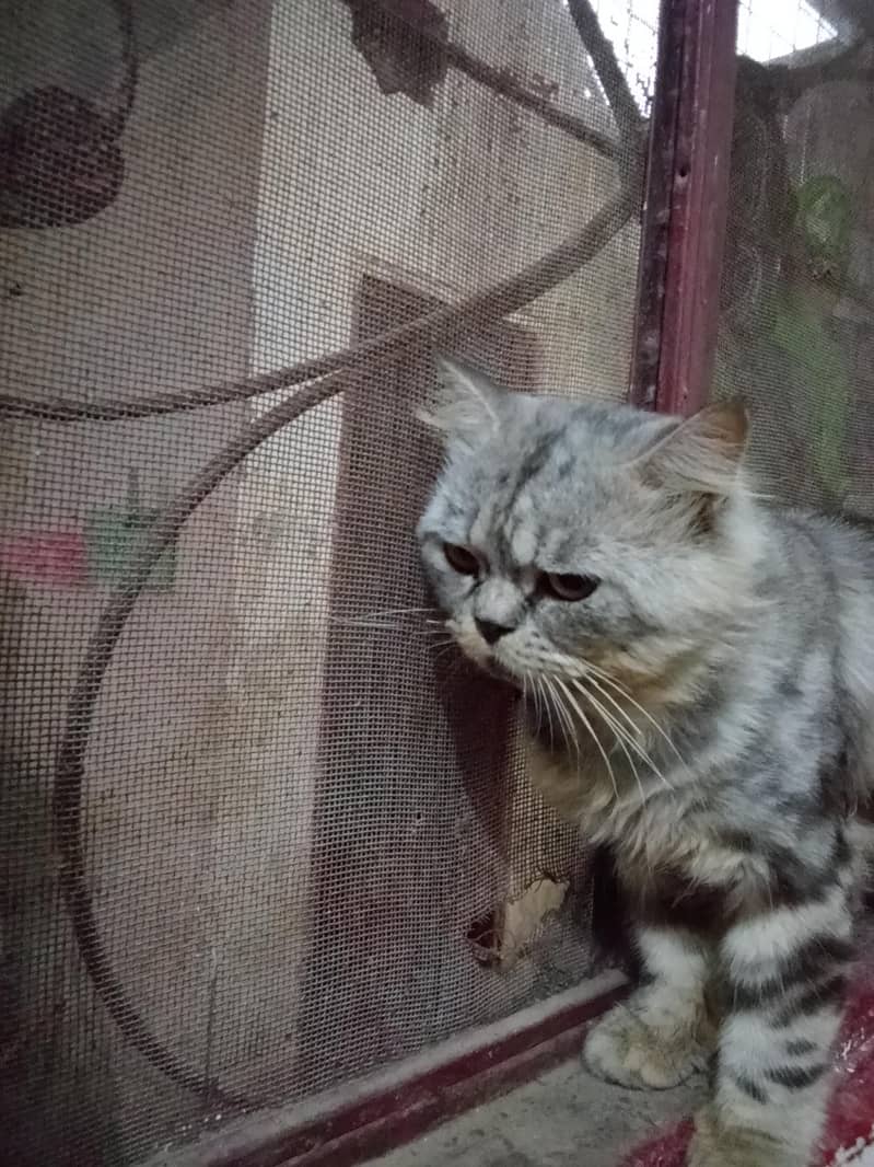 Russian cat 1